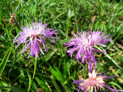 20130819Centaurea_jacea