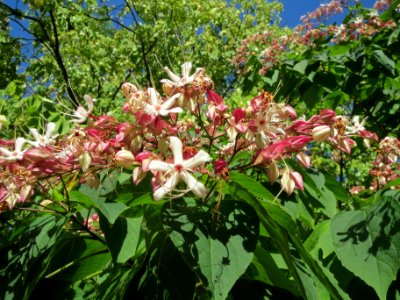 20130817Clerodendrum_trichotomum4