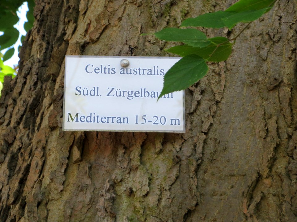 20130817Celtis_australis3