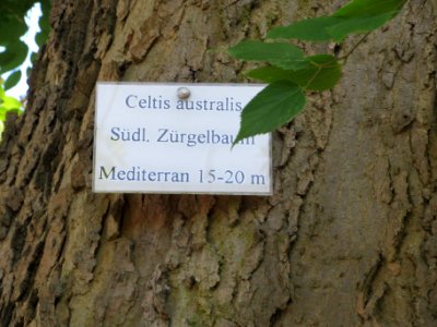20130817Celtis_australis3