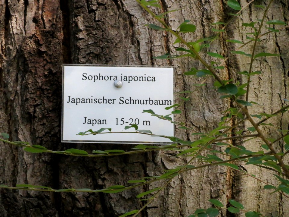 20130817Styphnolobium_japonicum8