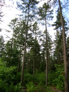 20130803Douglasie5