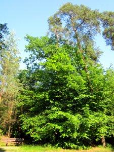 20130617Hainbuche_Schwetzinger_Hardt