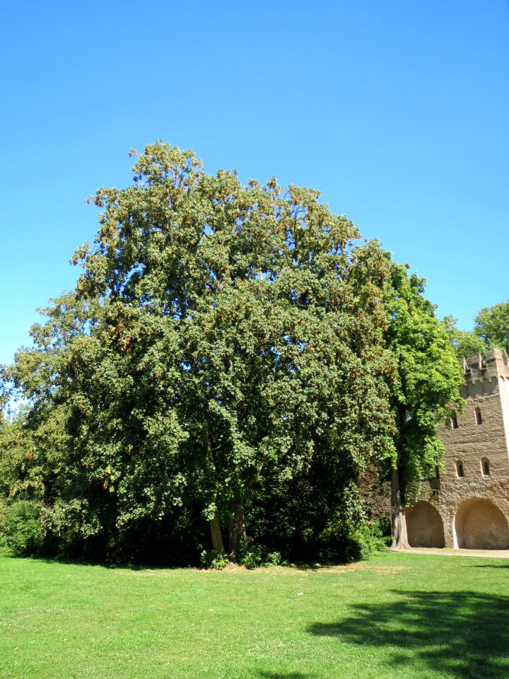 20130817Bergahorn_Speyer5