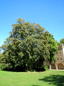 20130817Bergahorn_Speyer5