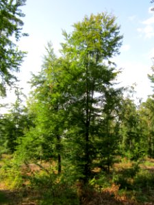 20130803Fagus_sylvativa04