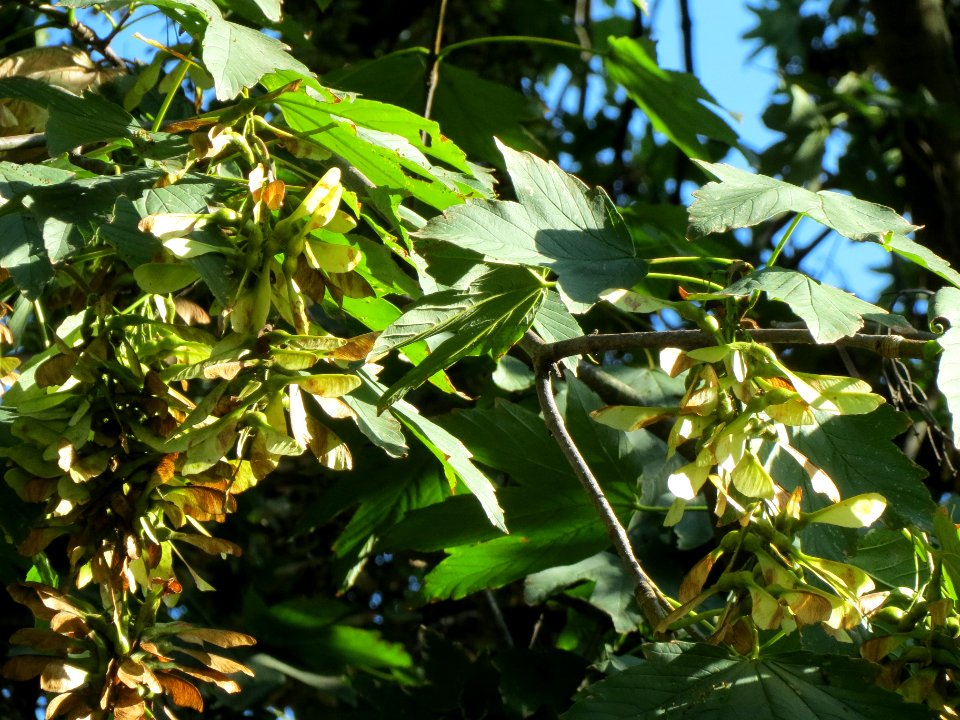 20130817Bergahorn_Speyer8