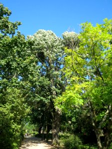 20130817Tilia_tomentosa1