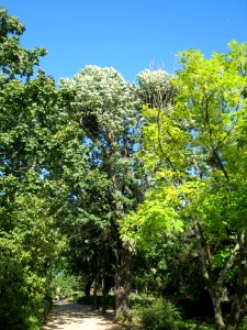 20130817Tilia_tomentosa1 photo