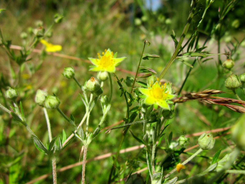 20130617Fingerkraut_Hockenheim7