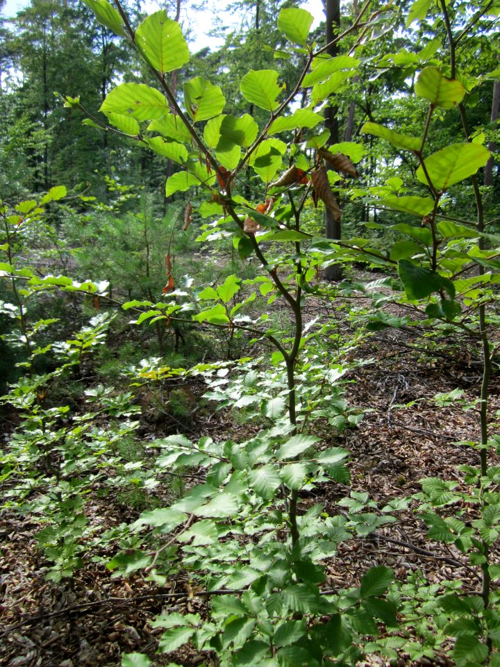 20130803Fagus_sylvativa10