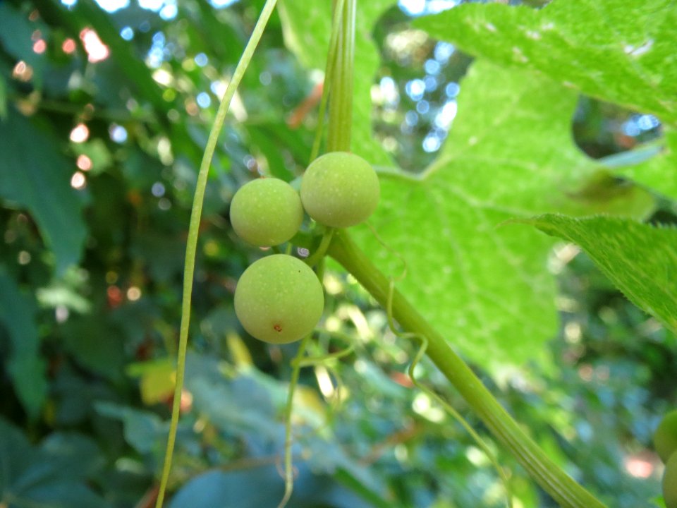 20130817Bryonia_dioica1