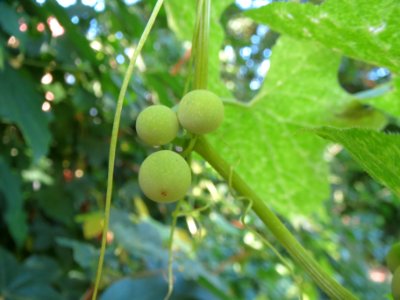20130817Bryonia_dioica1