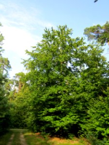 20130803Fagus_sylvativa11