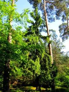 20130617Fichte_Schwetzinger_Hardt