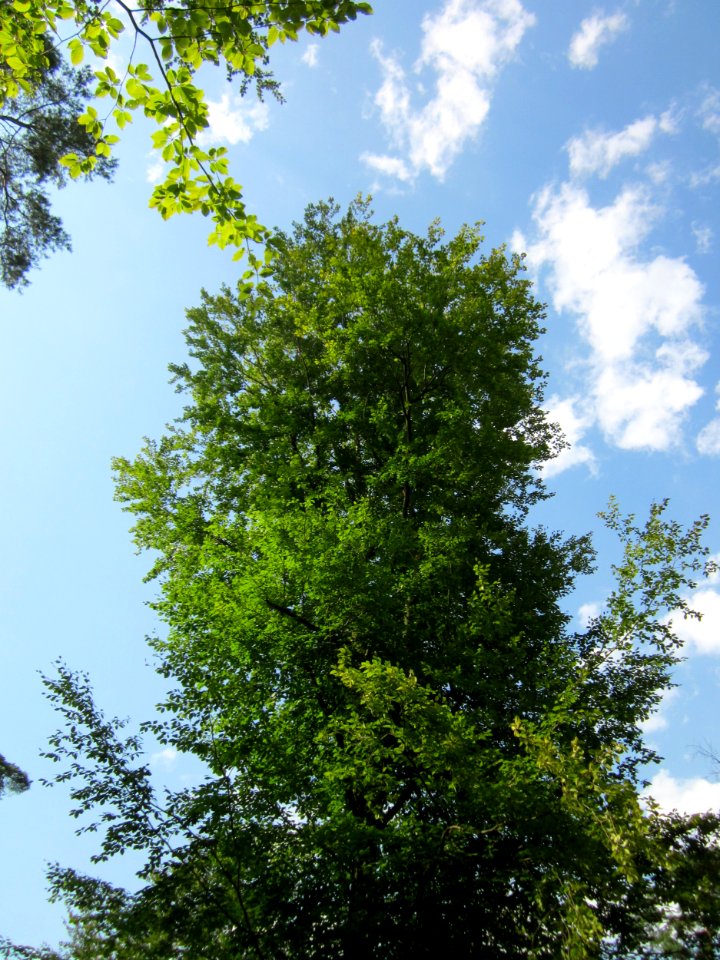 20130803Fagus_sylvativa03