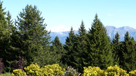 Field landscape trees