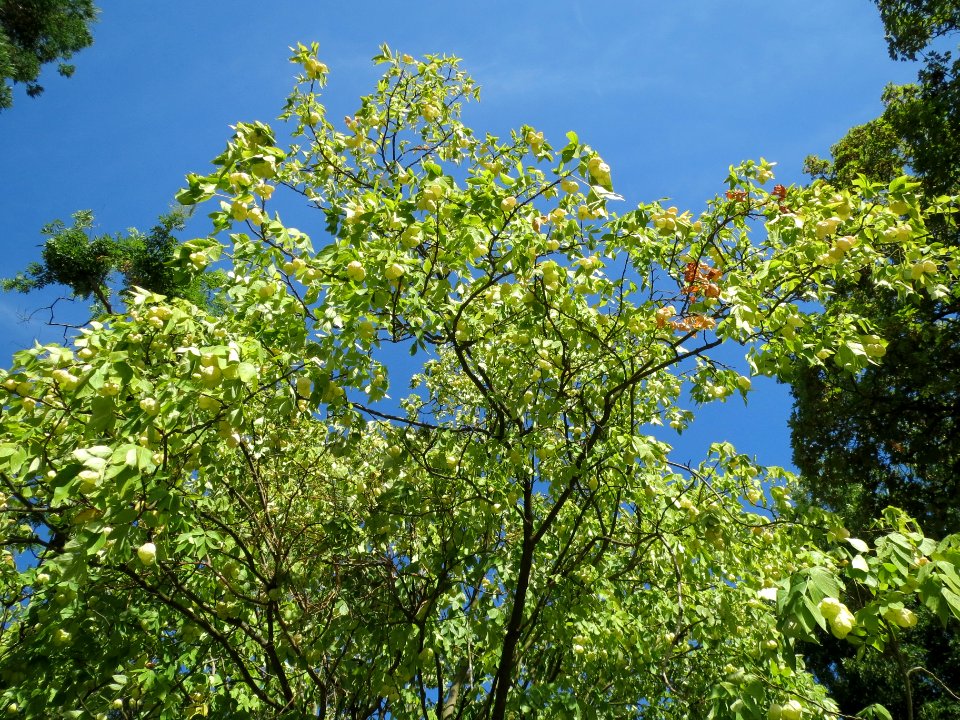 20130817Staphylea_pinnata2