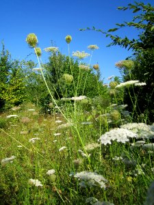 20130802Daucus_carota4