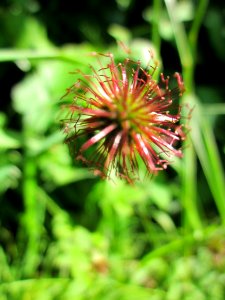 20130616Nelkenwurz_Horststuecker3