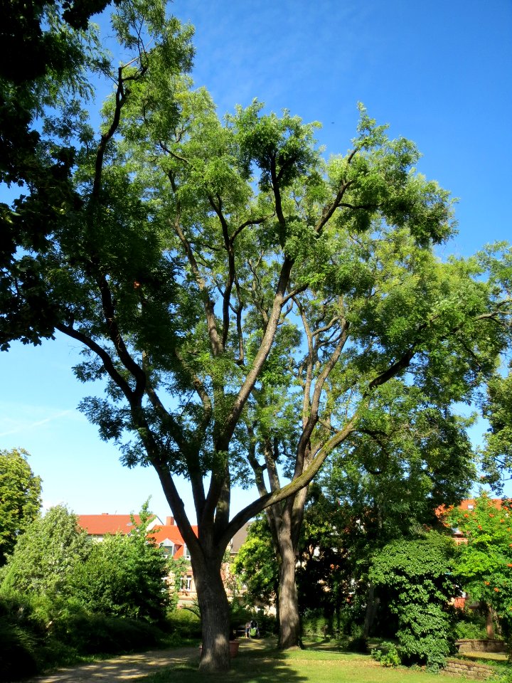 20130817Styphnolobium_japonicum5