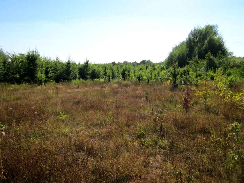 20130802Kindswaeldchen2