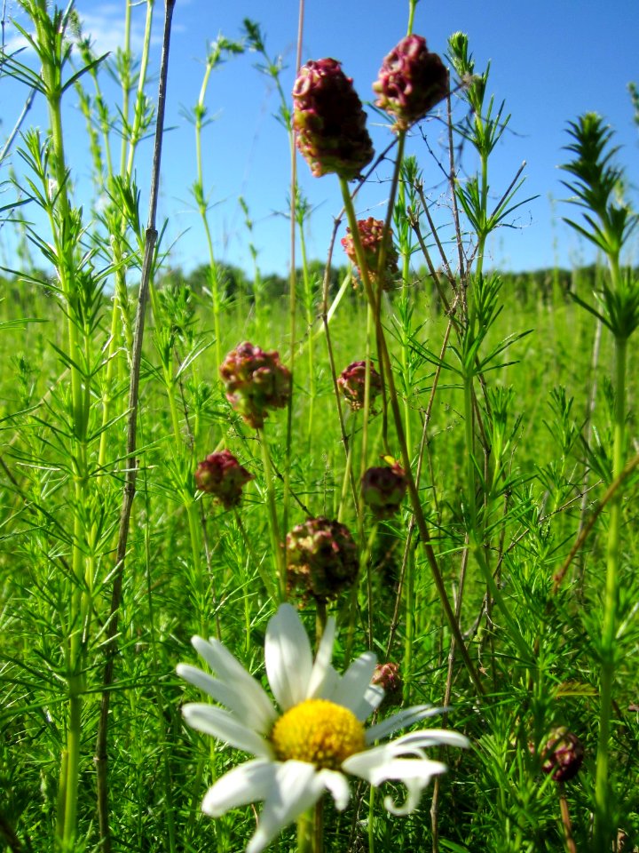 20130616Wiesenknopf_Horststuecker1