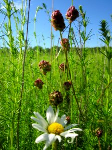 20130616Wiesenknopf_Horststuecker1