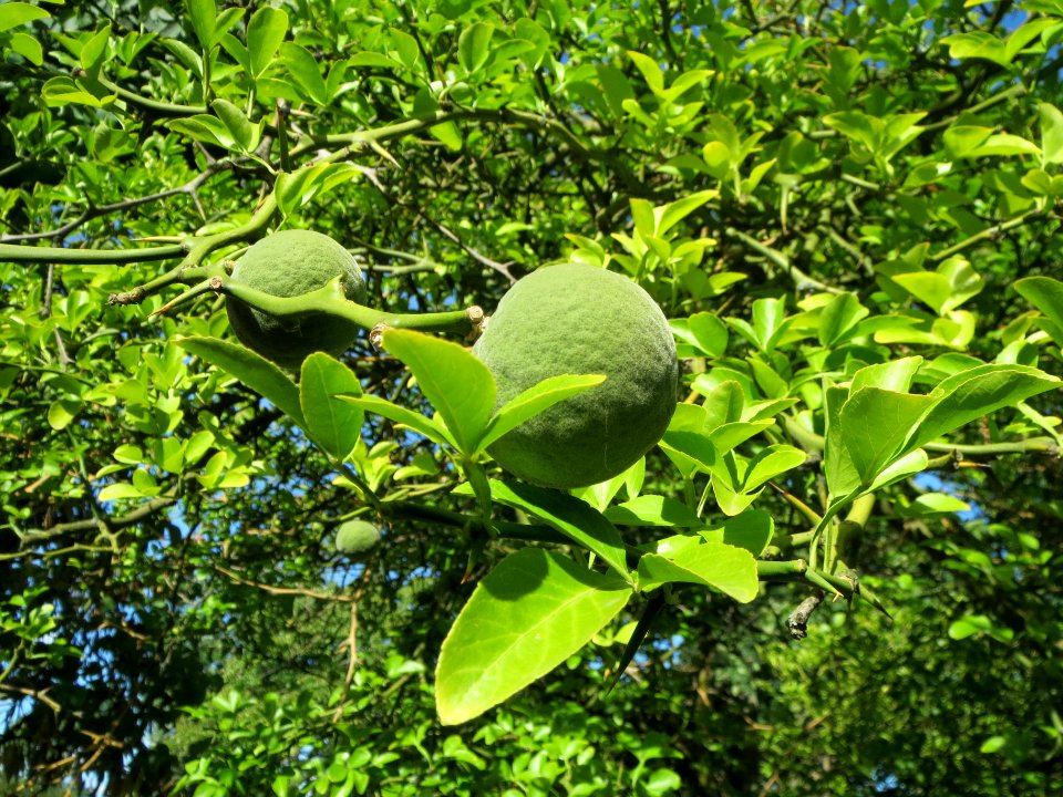 20130817Citrus_trifoliata3