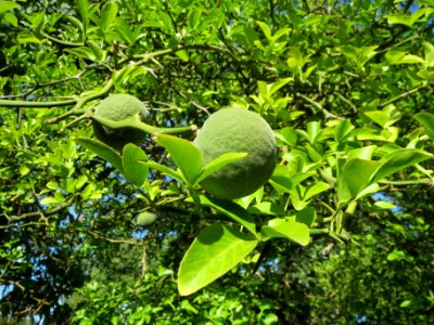 20130817Citrus_trifoliata3