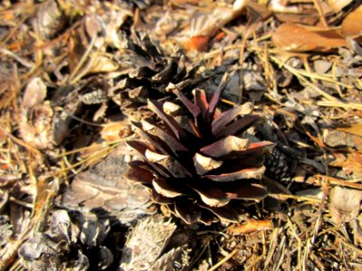 20130803Pinus_sylvestris3