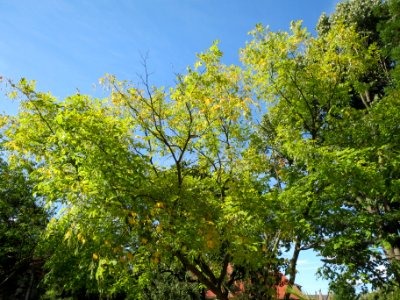 20130817Cladrastis_kentukea1