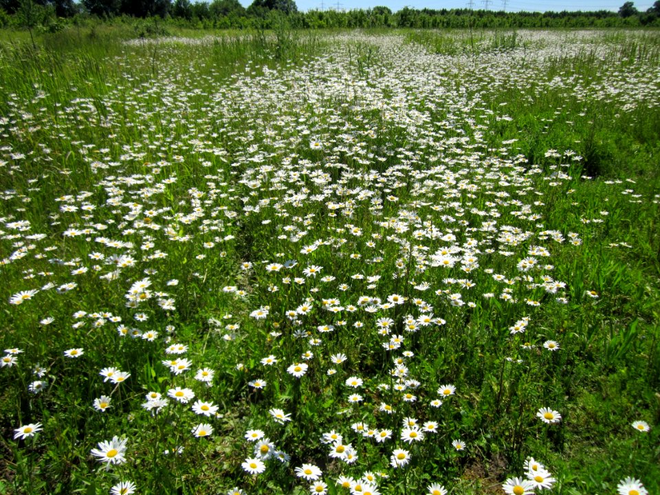 20130616Margerite_Horststuecker1