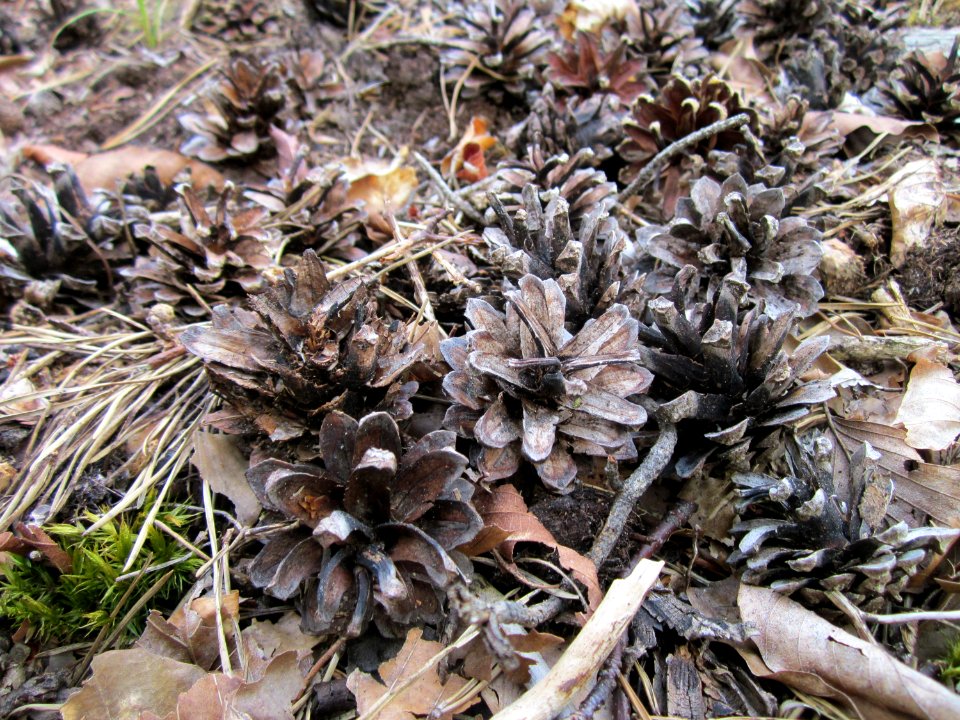 20130803Pinus_sylvestris5