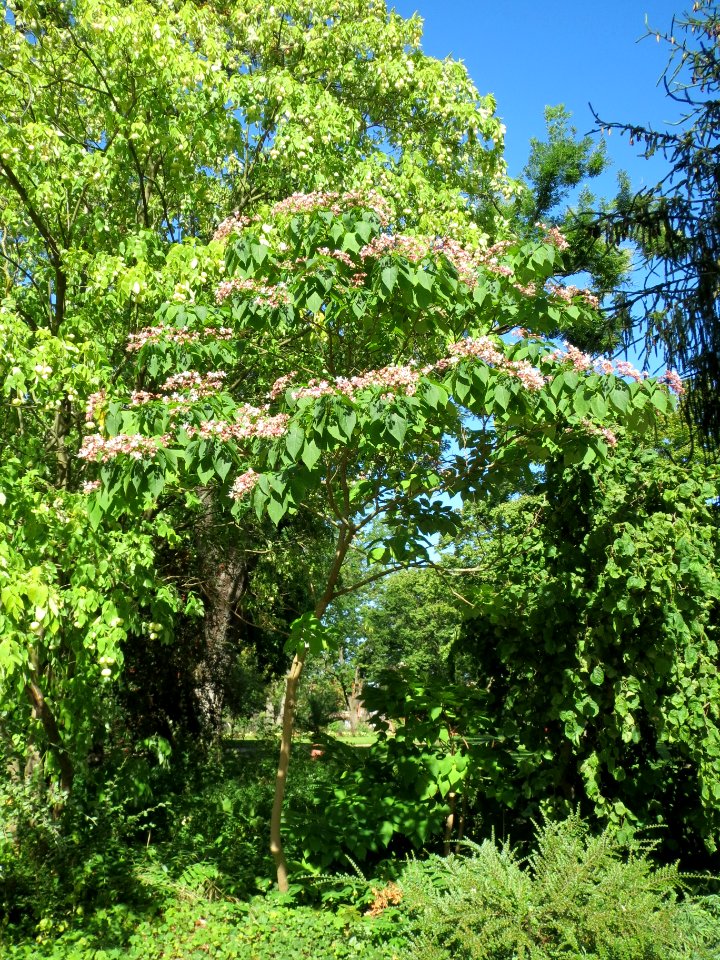 20130817Clerodendrum_trichotomum1