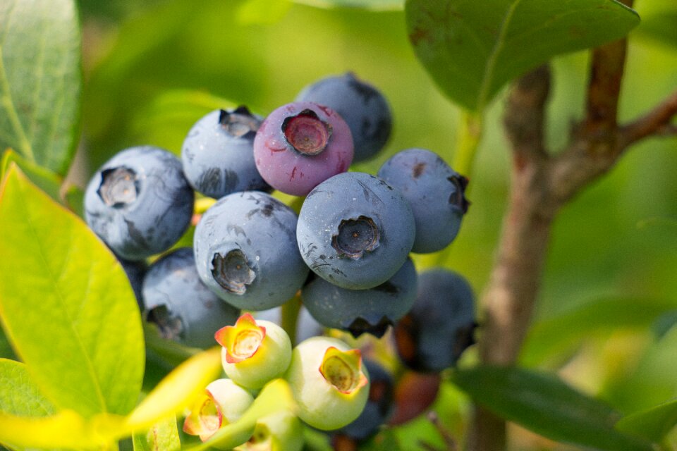 Berry healthy fresh