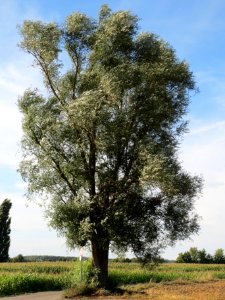20130817Salix_alba1
