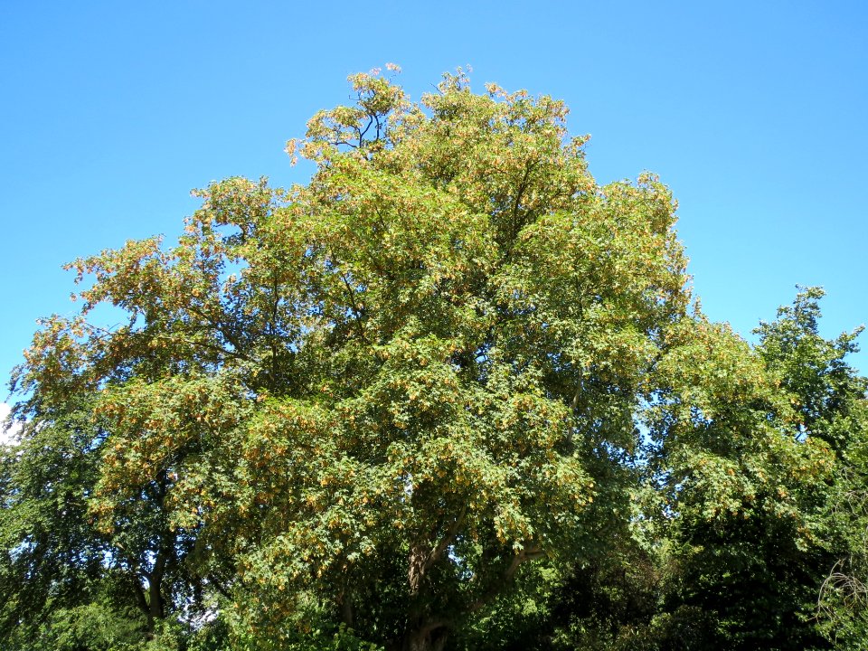 20130817Bergahorn_Speyer1