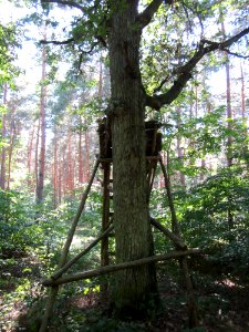 20130801Hochsitz_Schwetzinger_Hardt2