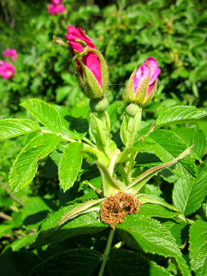 20130617Rose_Schwetzinger_Hardt4