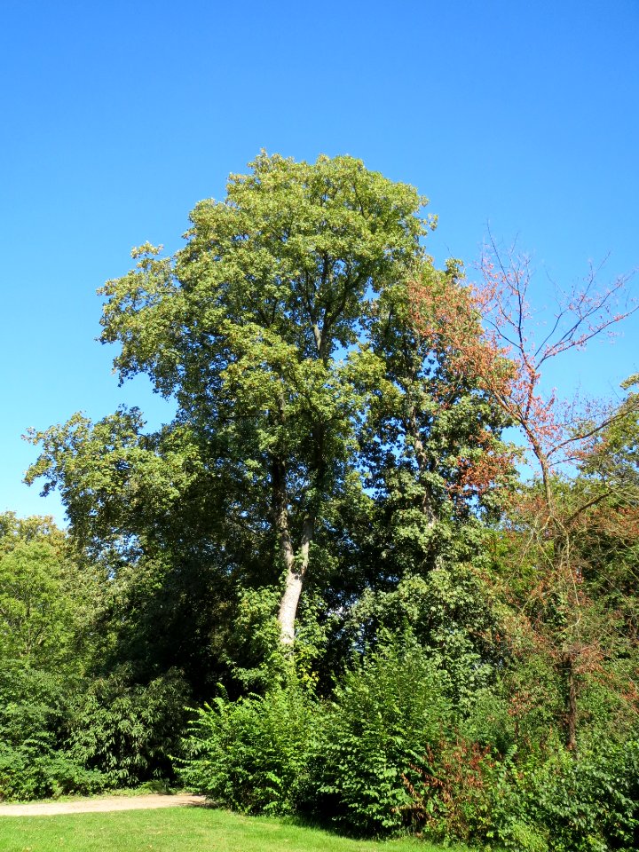 20130817Bergahorn_Speyer6