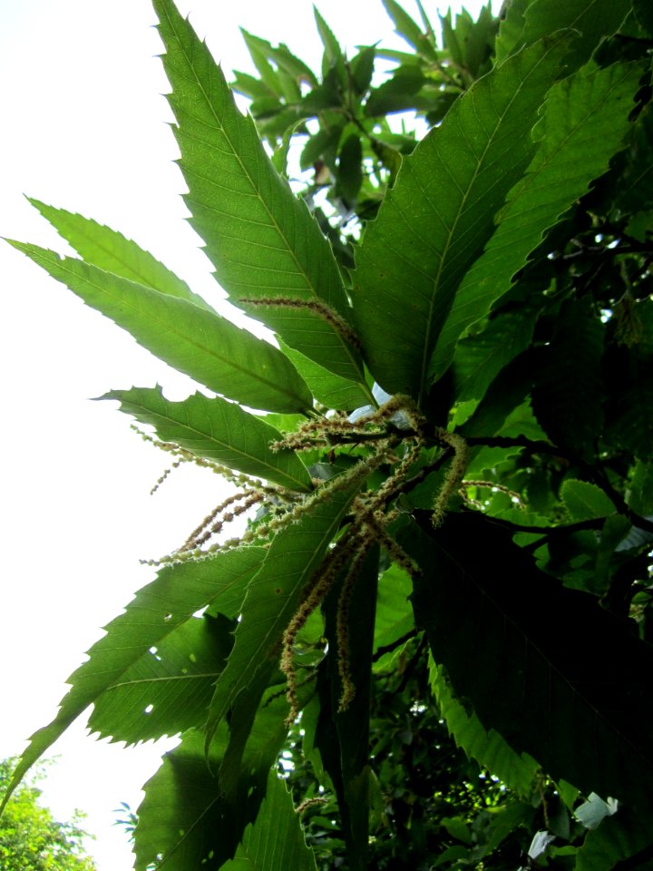 20130713Edelkastanie_Schwetzinger_Hardt24