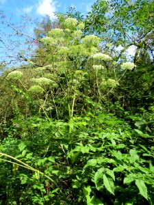 20130819Angelica_sylvestris1