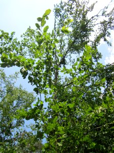 20130713Hainbuche_Schwetzinger_Hardt2