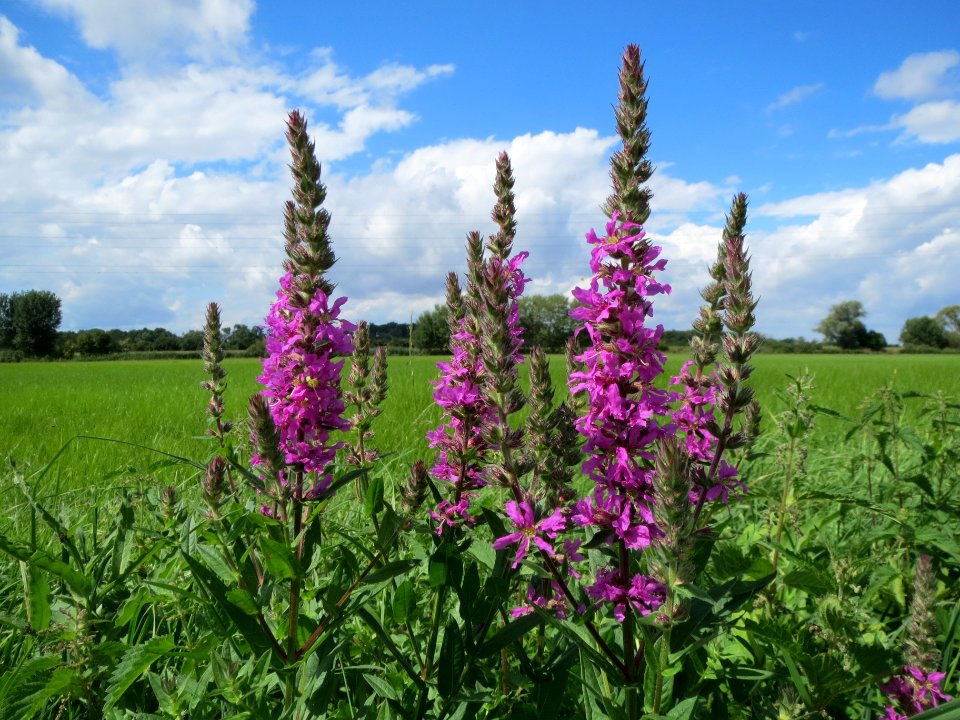 20130819Blutweiderich