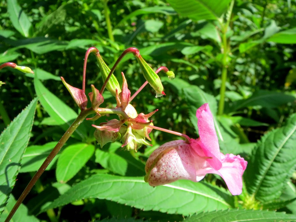 20130819Impatiens_glandulifera2