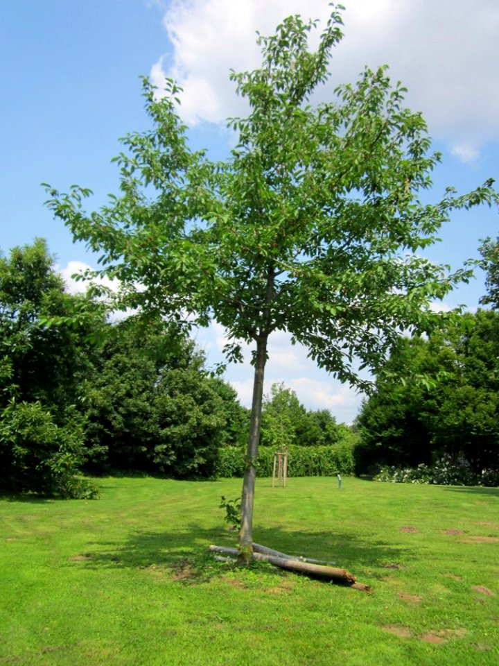 20130713Vogelkirsche_Hockenheim