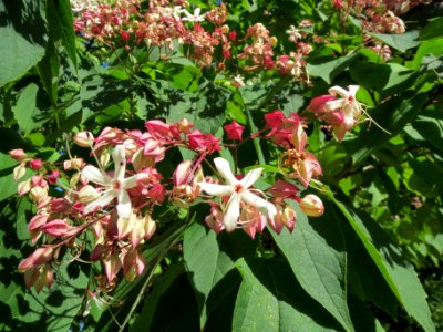 20130817Clerodendrum_trichotomum3