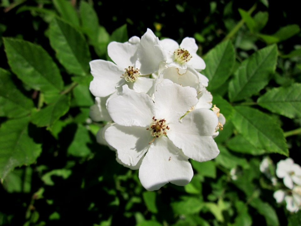 20130617Rosa_multiflora_Schwetzinger_Hardt2
