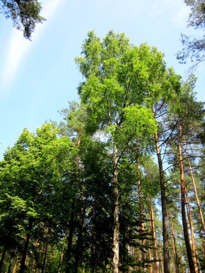 20130714Birke_Schwetzinger_Hardt